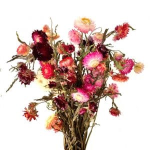Immortelles à Bractées Mélange Rose - Fleurs séchées en ligne