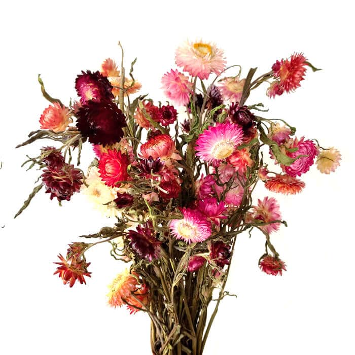 Immortelles à Bractées Mélange Rose - Fleurs séchées en ligne