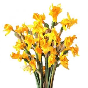 Jonquilles séchées - Vente fleurs séchées en ligne - Fleurs France