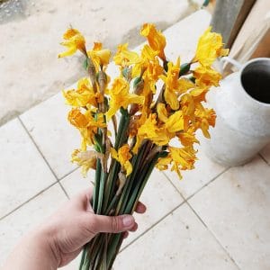 Jonquilles séchées - Vente fleurs séchées en ligne - Fleurs France