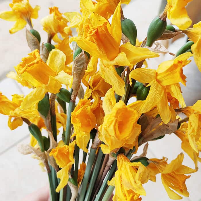 Jonquilles séchées - Vente fleurs séchées en ligne - Fleurs France