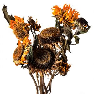 Fleurs de tournesol séchées - Vente fleurs séchées Françaises BERRY
