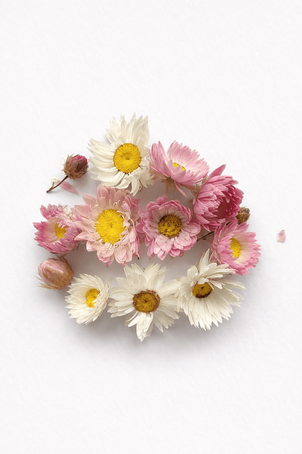 vrac-acrocliinium (1)