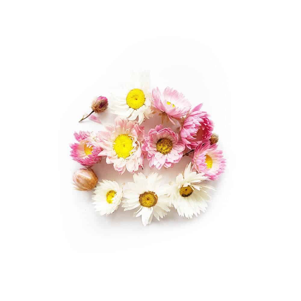 Acroclinium Blanc & Rose - Réalisez vos bougies DIY