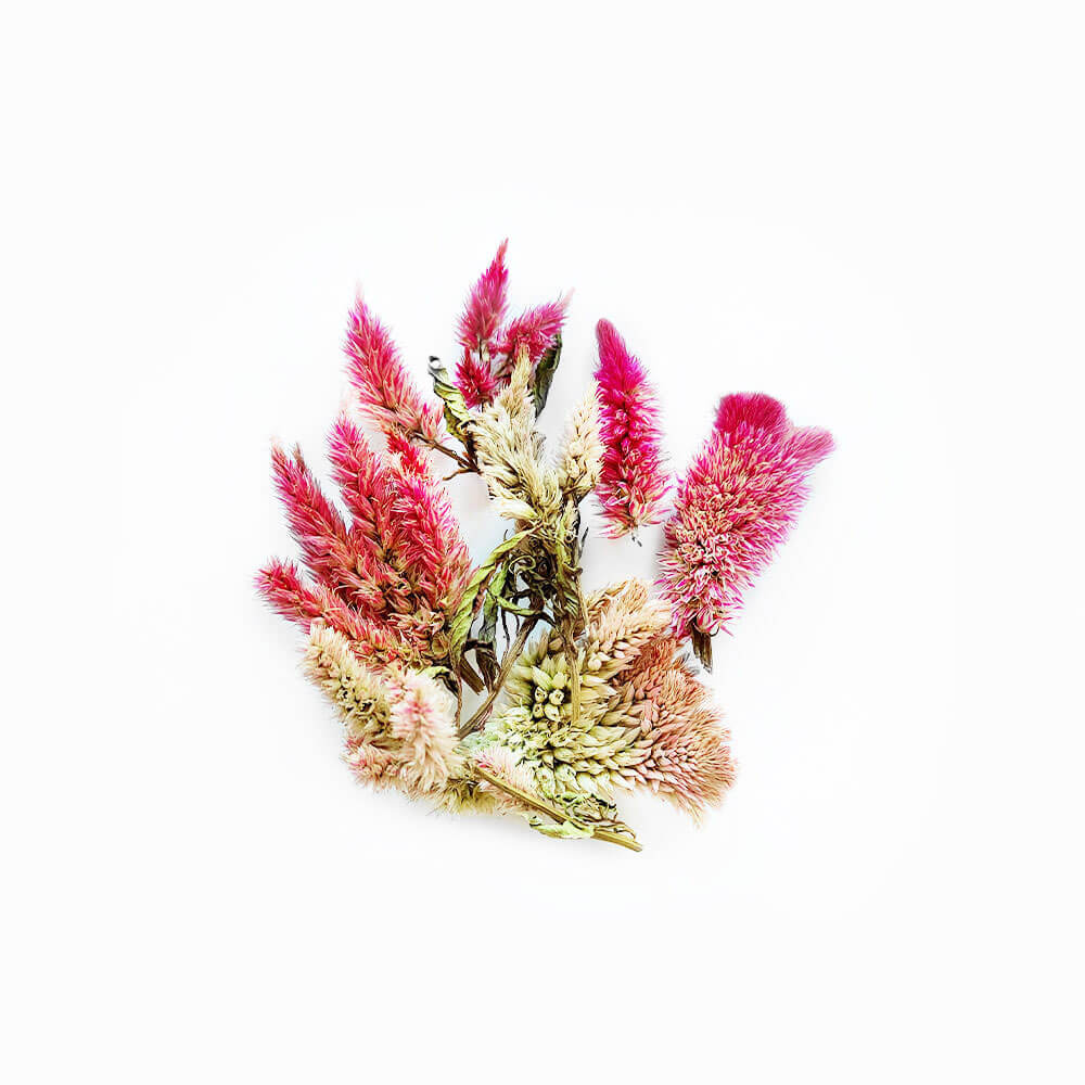 CELOSIE-FLAMINGO-MIX (2)