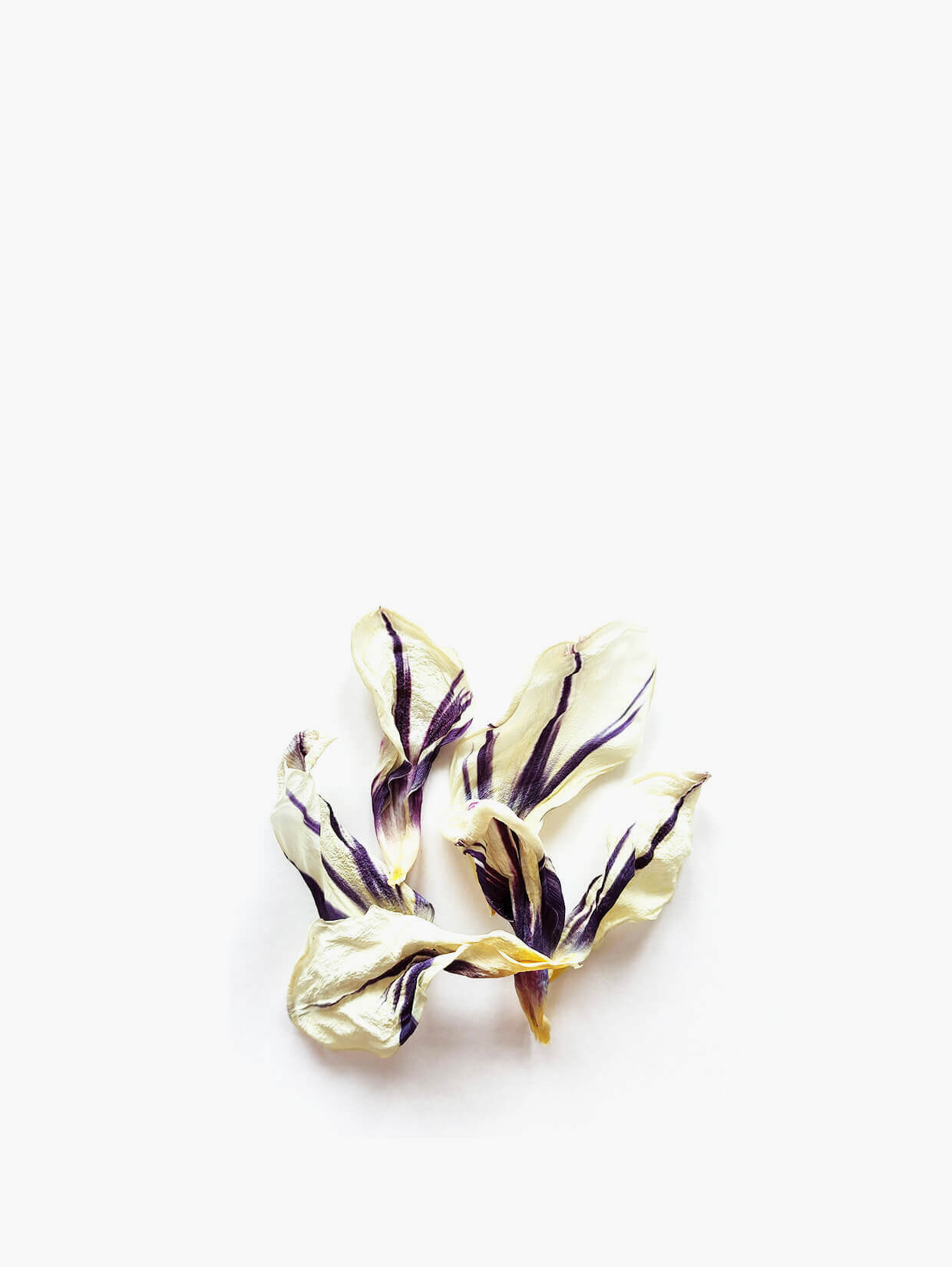 vrac-tulipe-blanc-violet-1