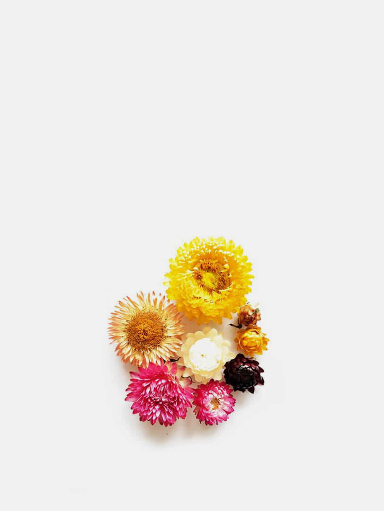 fleurs-sechees-immortelles-1