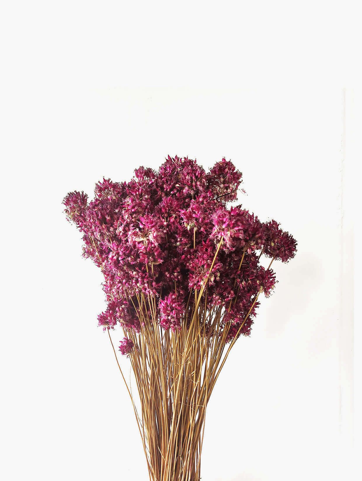 allium1 (1)