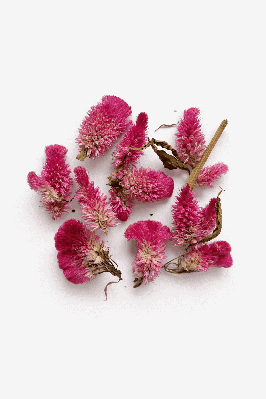 vrac-celosie-crete-rose