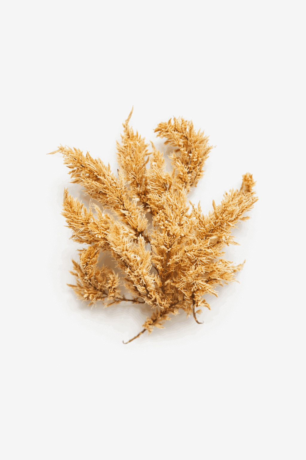 vrac-celosie-plume-jaune