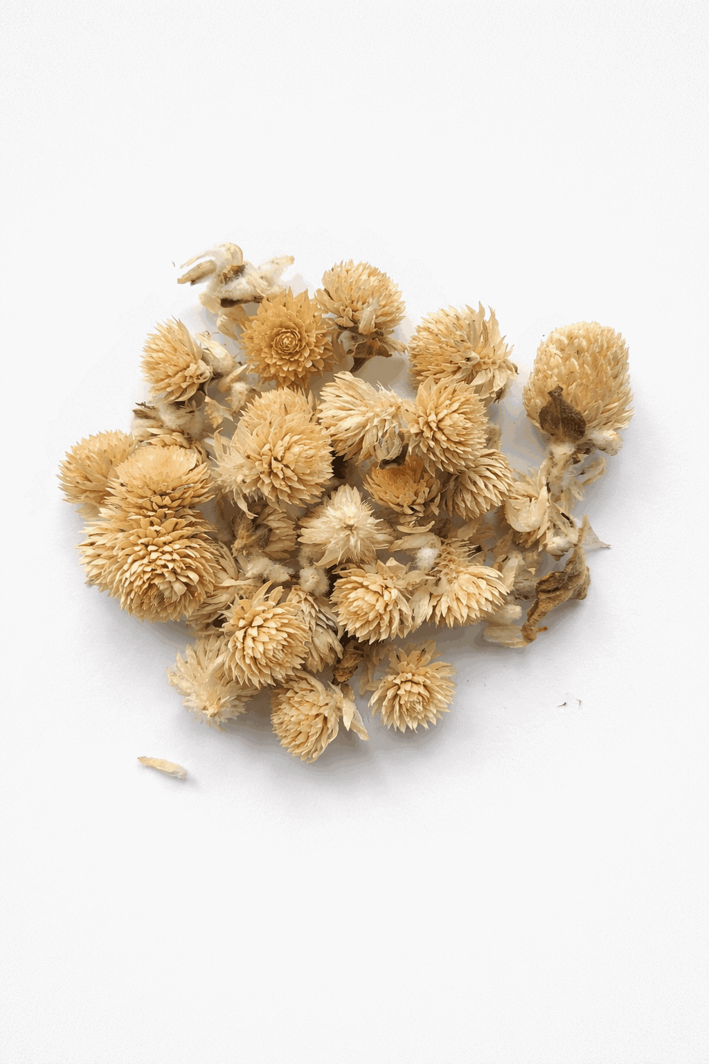 vrac-gomphrena-blanc