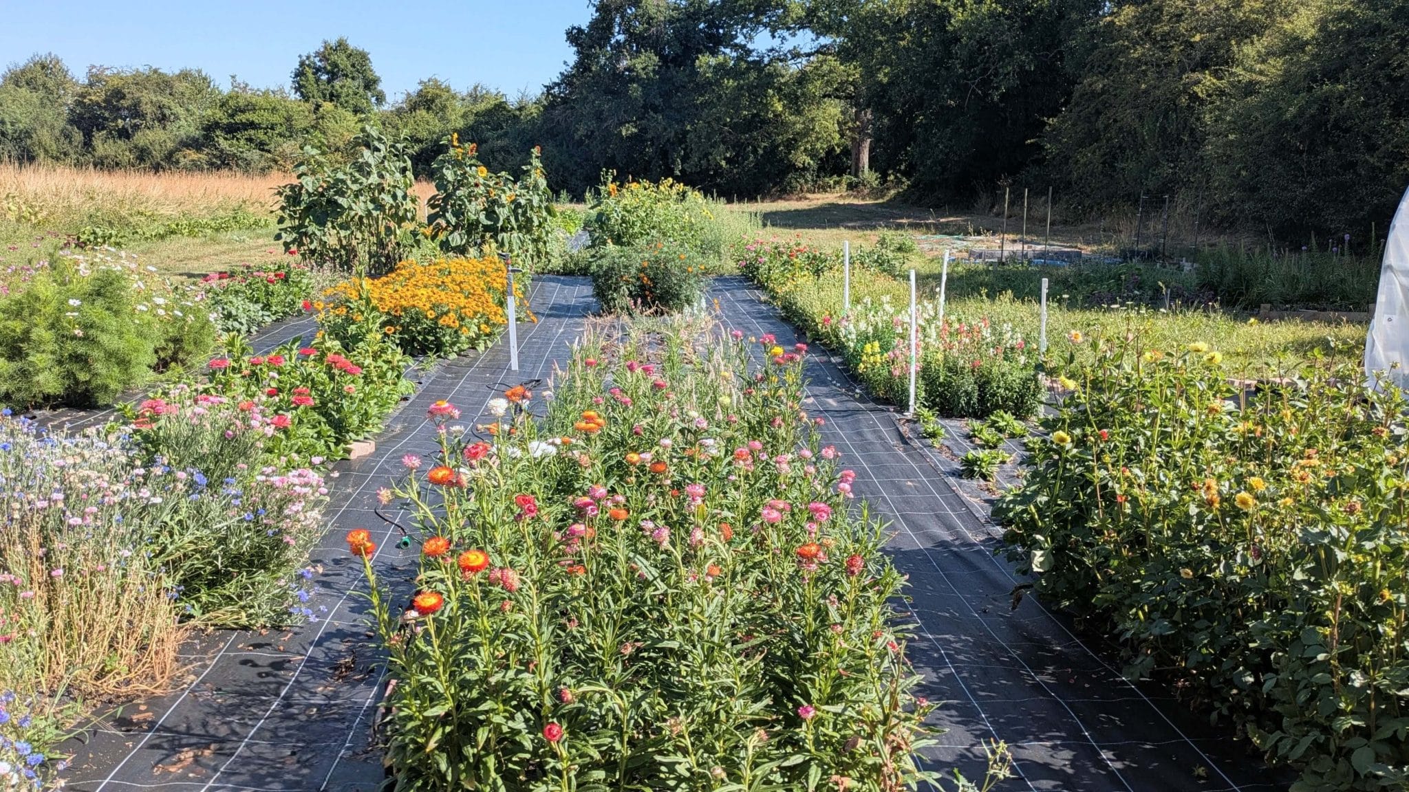 PXL_20250709_082420753.MP~2 (1)