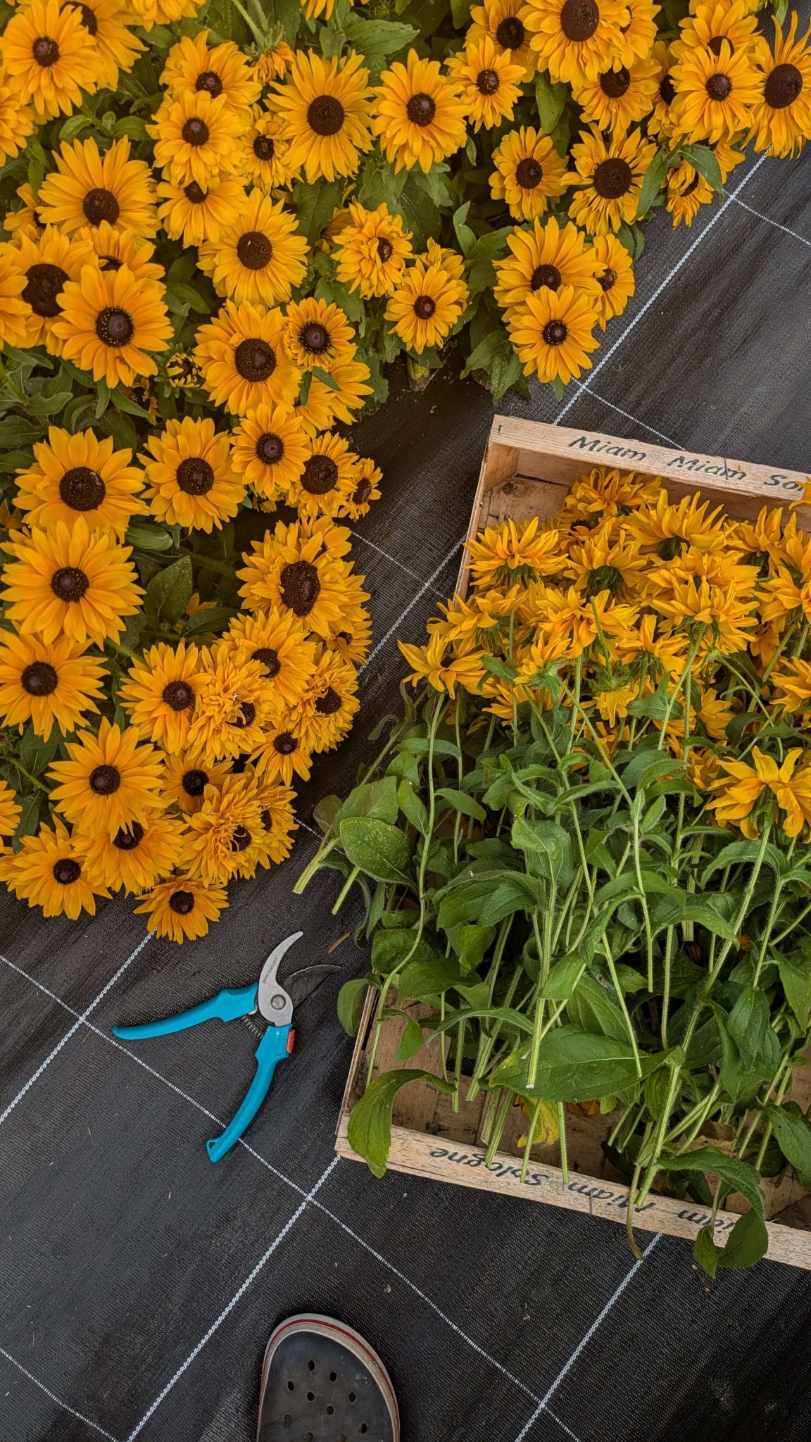 PXL_20250802_090831517 (1)