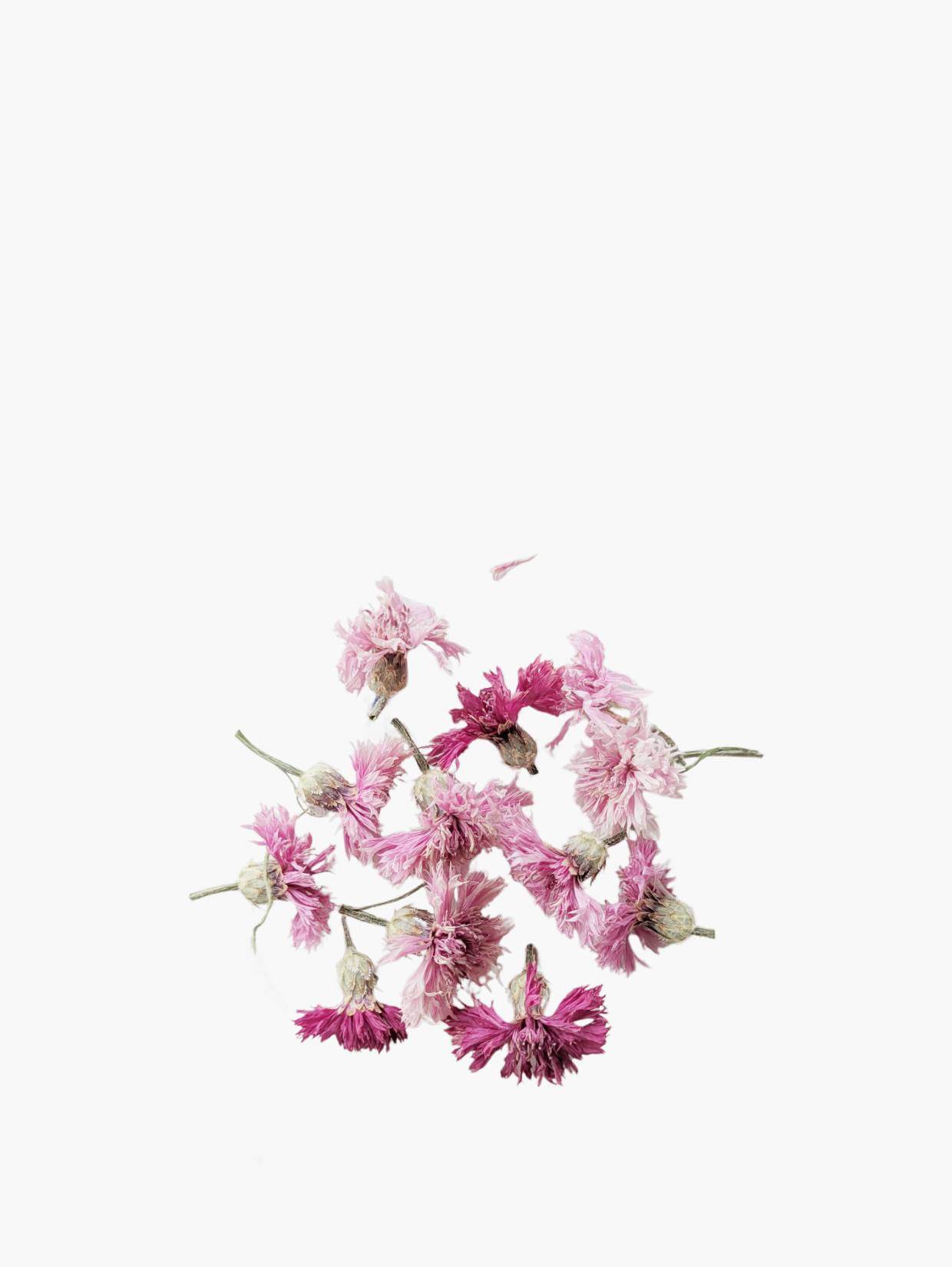 fleurs-sechees-celosie-plume-jaune-1 (1)