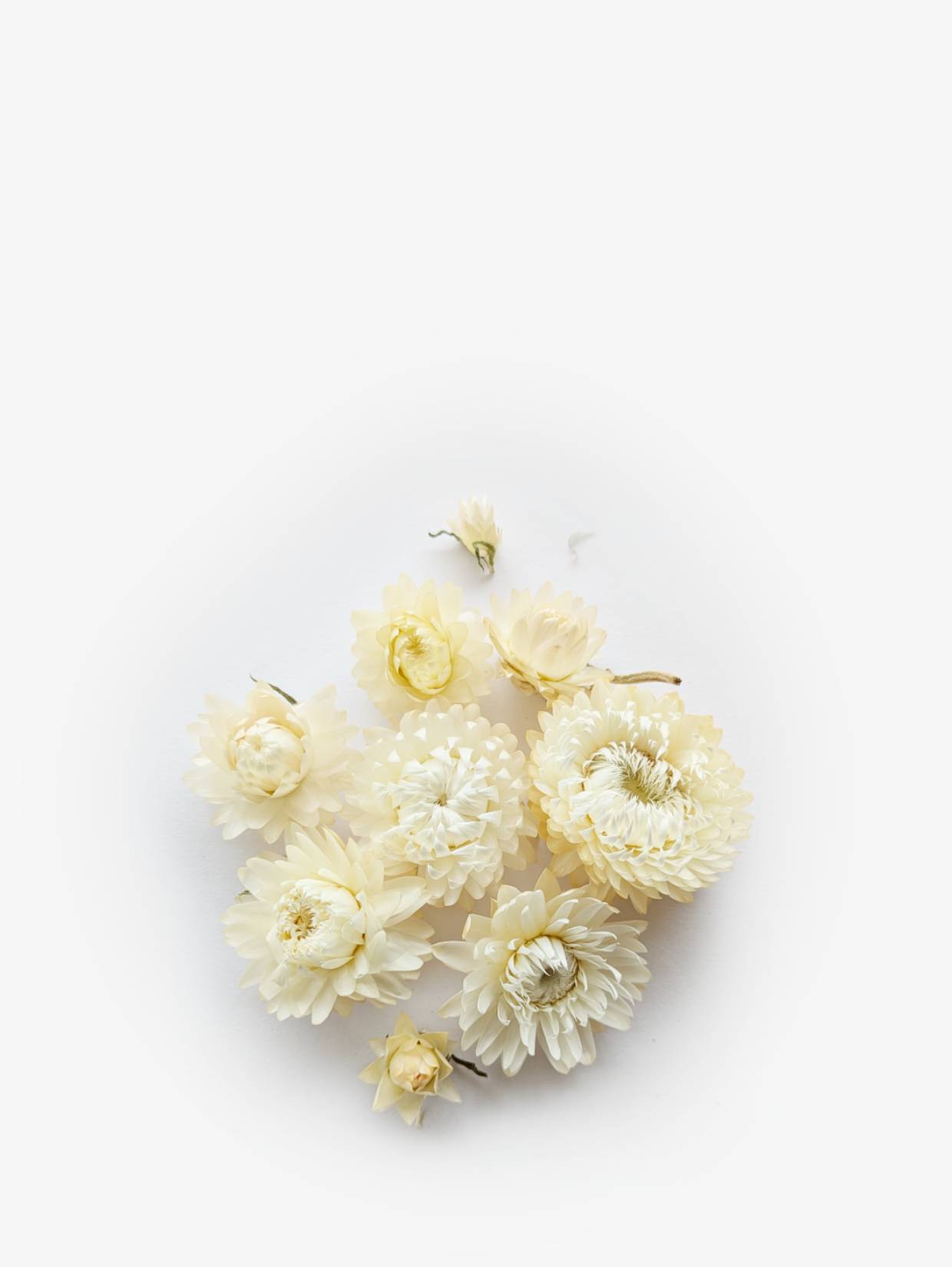 immortelle-blanc (1)