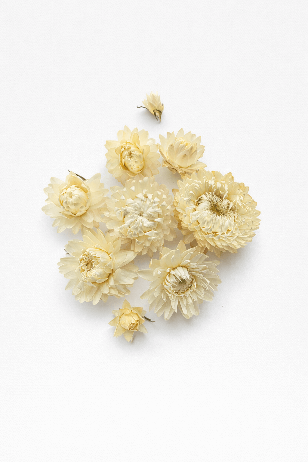 vrac-immortelle-blanc