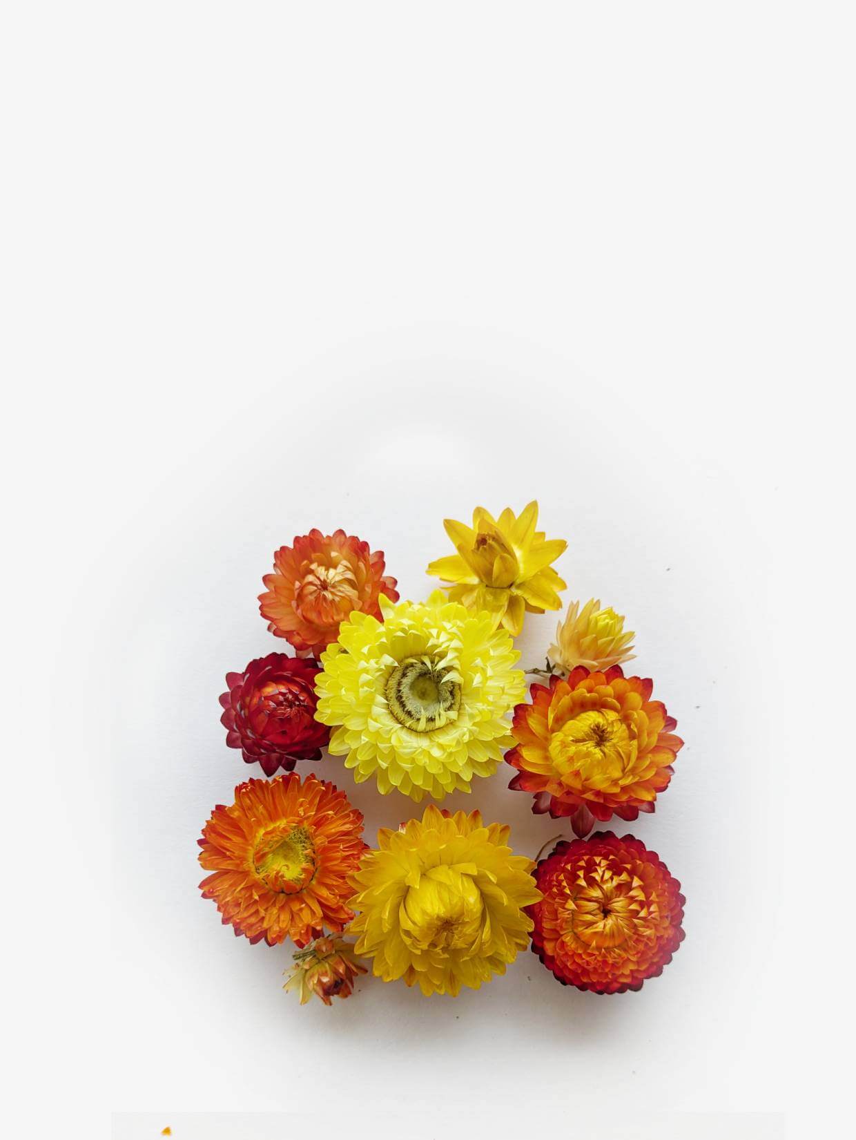 immortelle-orange-jaune (1)