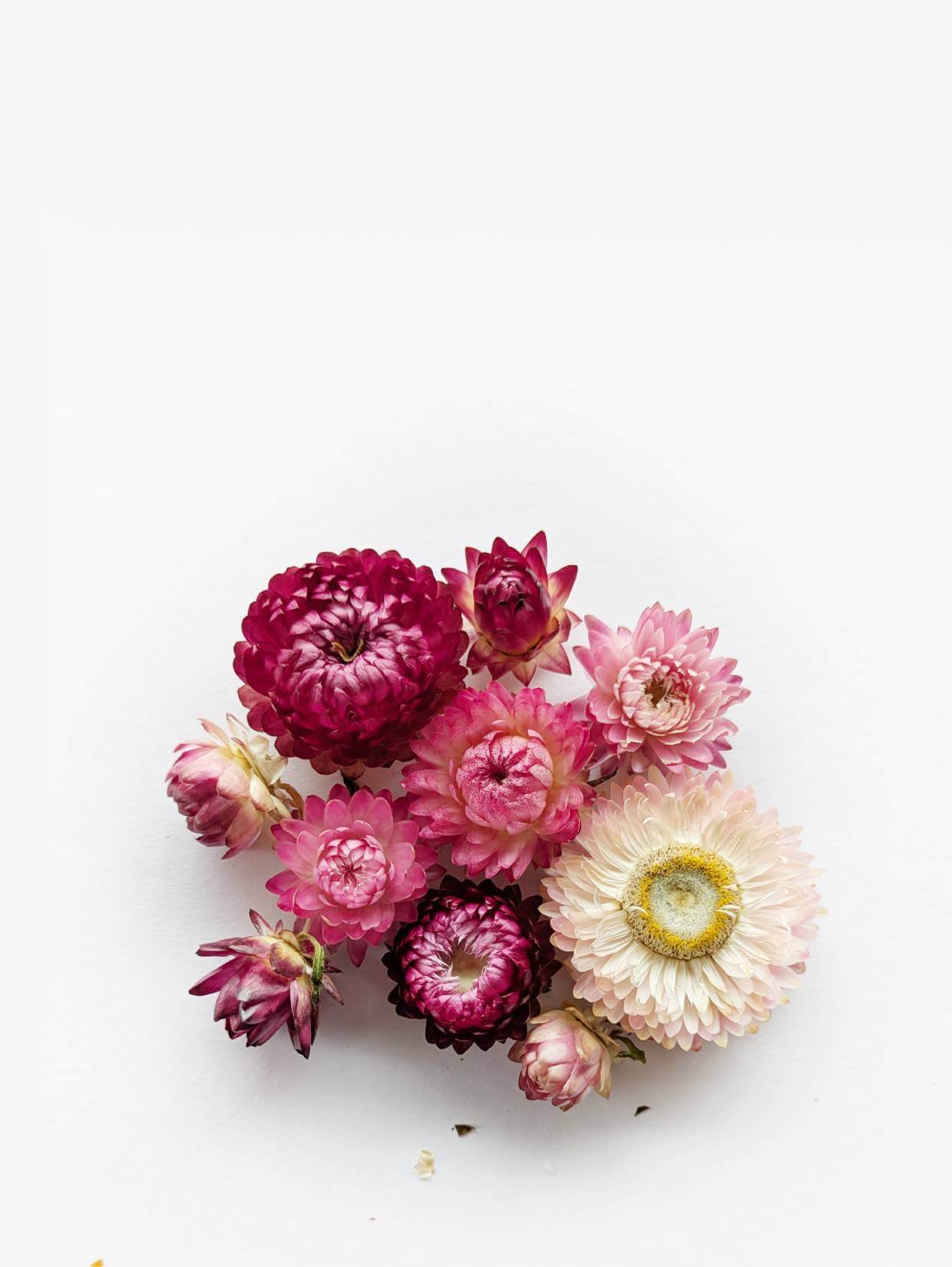 immortelle-rose (1)
