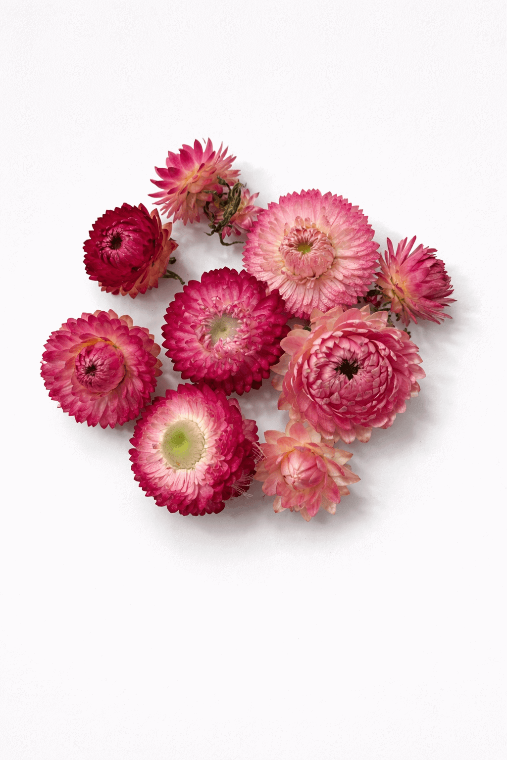 vrac-immortelle-rose