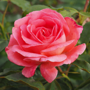 Bijou_Corail_2__m