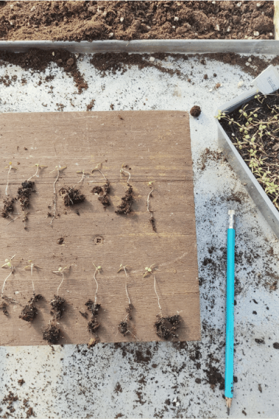 IMG_20210604_152910 (5)