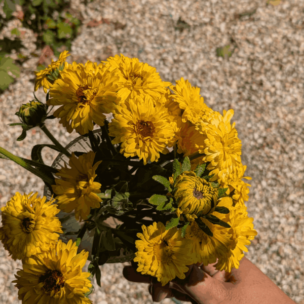 IMG_20210710_162906 (2) (1)