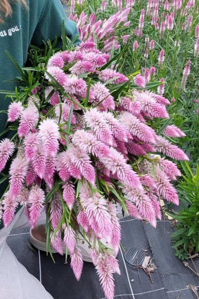 IMG_20250921_165707_683 (1)