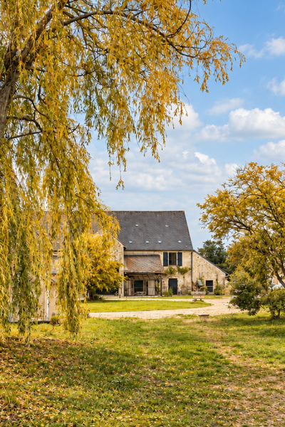 Jardin rural d’octobre au saule doré