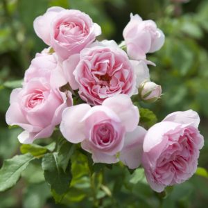 L_autre_rose3_m