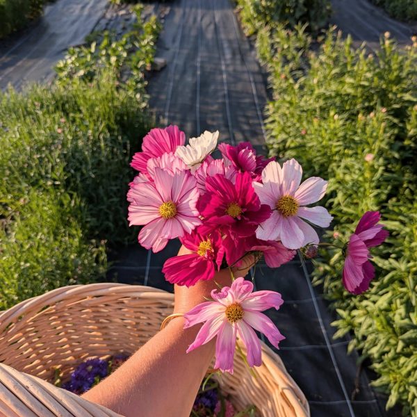 PXL_20250616_182534297