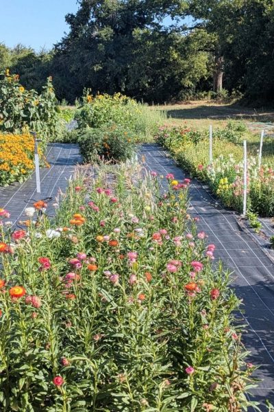 PXL_20250709_082420753.MP~2 (1)