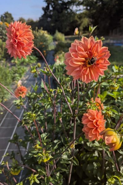 PXL_20250801_073643402 (1) (1)