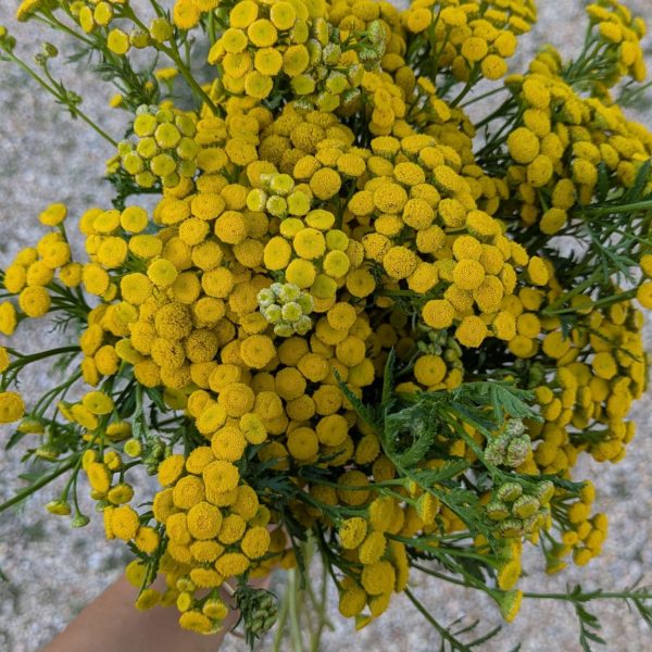 PXL_20250808_172315535.MP (1)