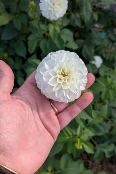 PXL_20251030_133603203 (1)