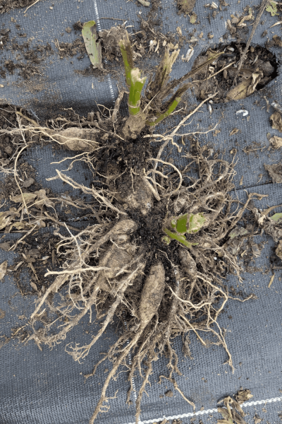 PXL_20251117_151156516.MP