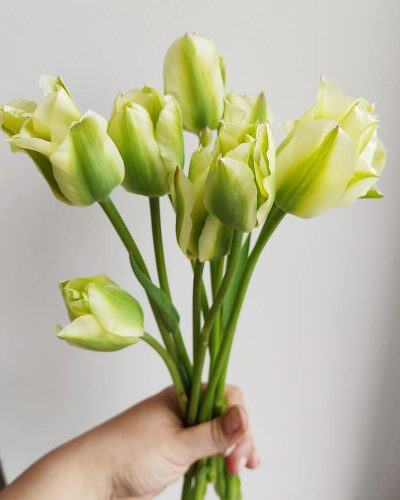 TULIPE-SPRING-GREEN (1)