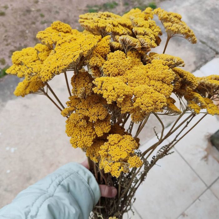 achillee-jaune