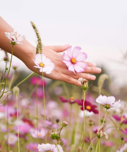 bg-ferme-florale bg-ferme-florale