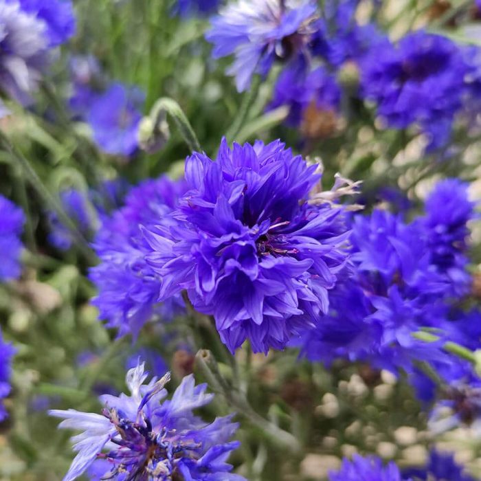 bleuet