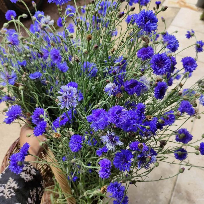 bleuet2