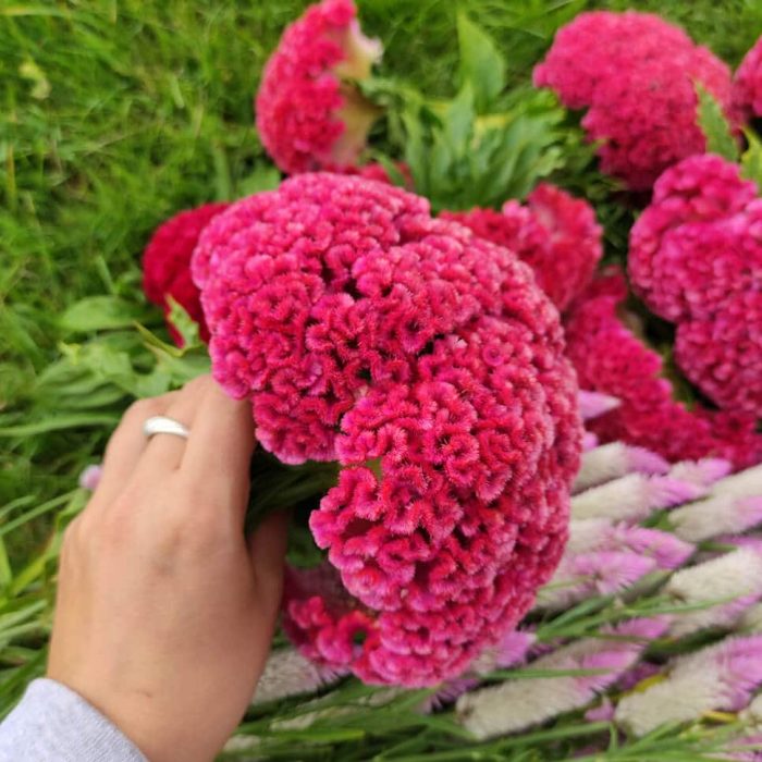 celosie-king-corail
