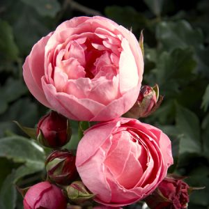 collection_les_epicuriens_3_m