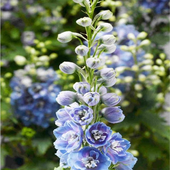 delphinium_delphina_light_blue_white_bee_-_syngenta_free_image