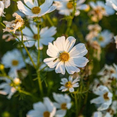 eric-brehm-jbeFXpoVOZY-unsplash