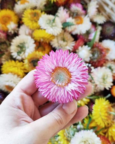 Fleurs séchées d'Immortelles - Réalisez vos bougie DIY - KIT BOUGIE DIY
