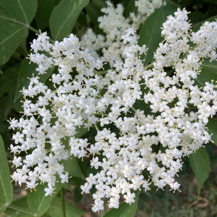 fleurs-sureau-768x1024