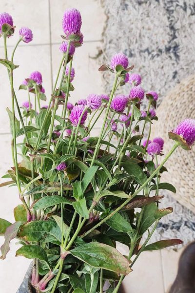 Fleurs séchées de Gomphrena Rose - Vente fleurs séchées en ligne