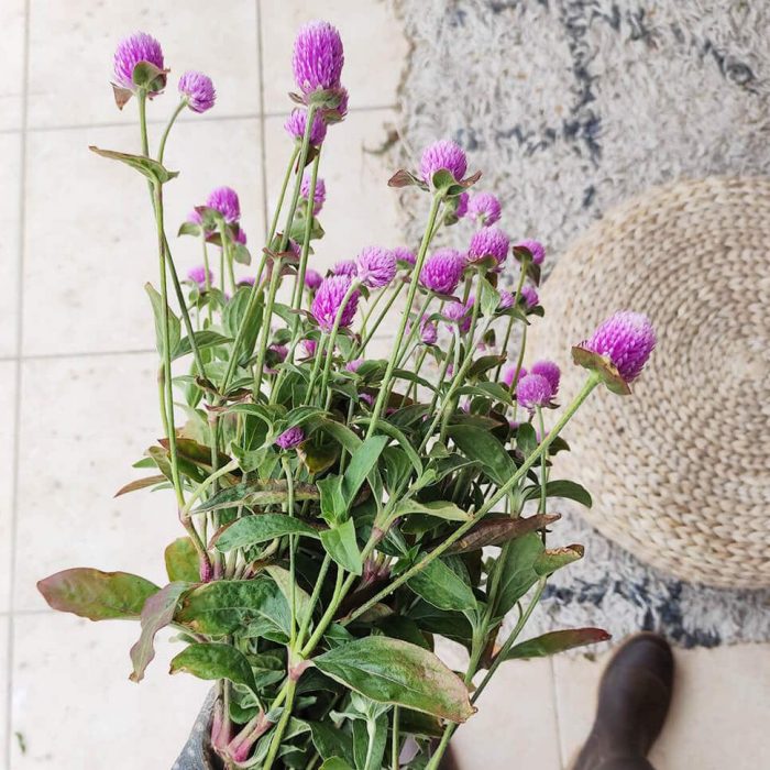 Fleurs séchées de Gomphrena Rose - Vente fleurs séchées en ligne