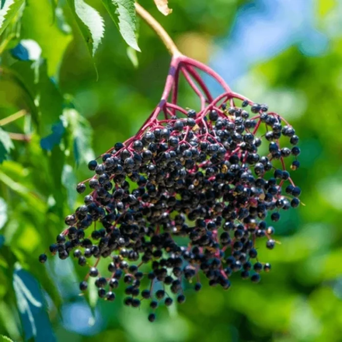 grow-black-elderberry-home-enjoy-600nw-2496749729