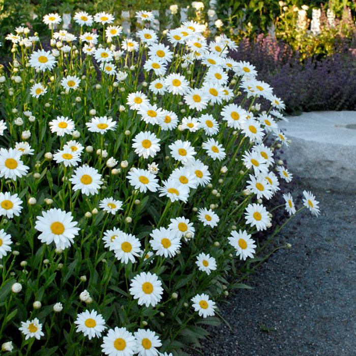 leucanthemum-becky